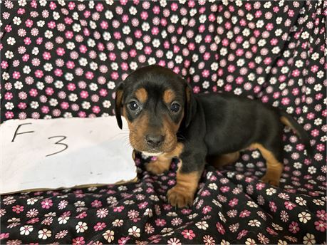 Mini Dachshund