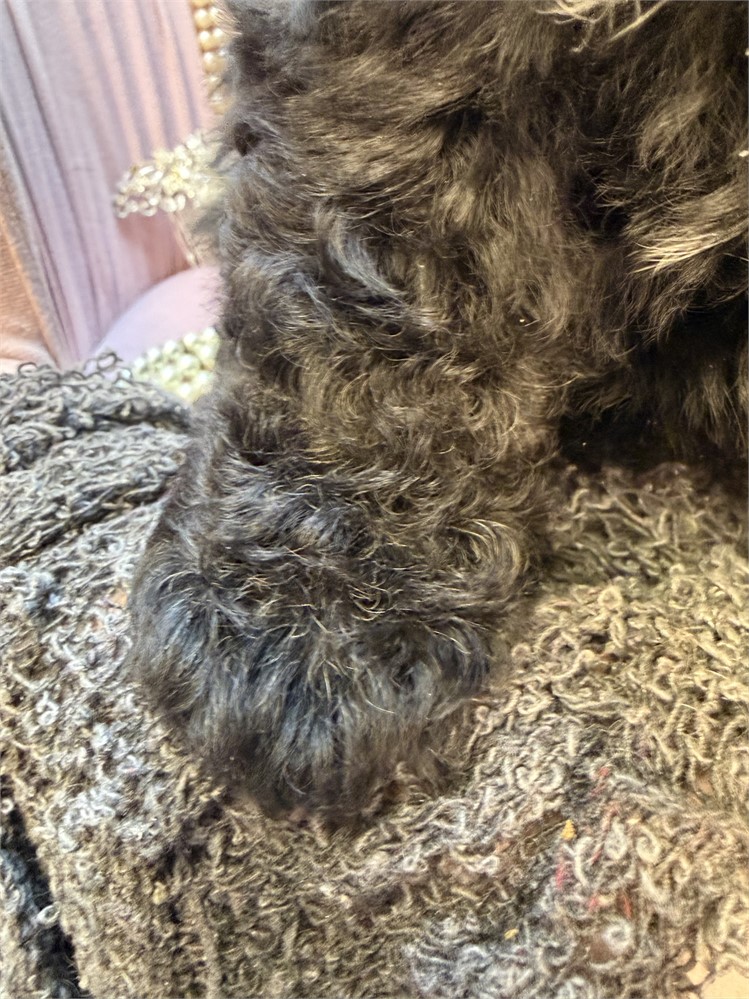 Mableen, Poodle Girl, 5224