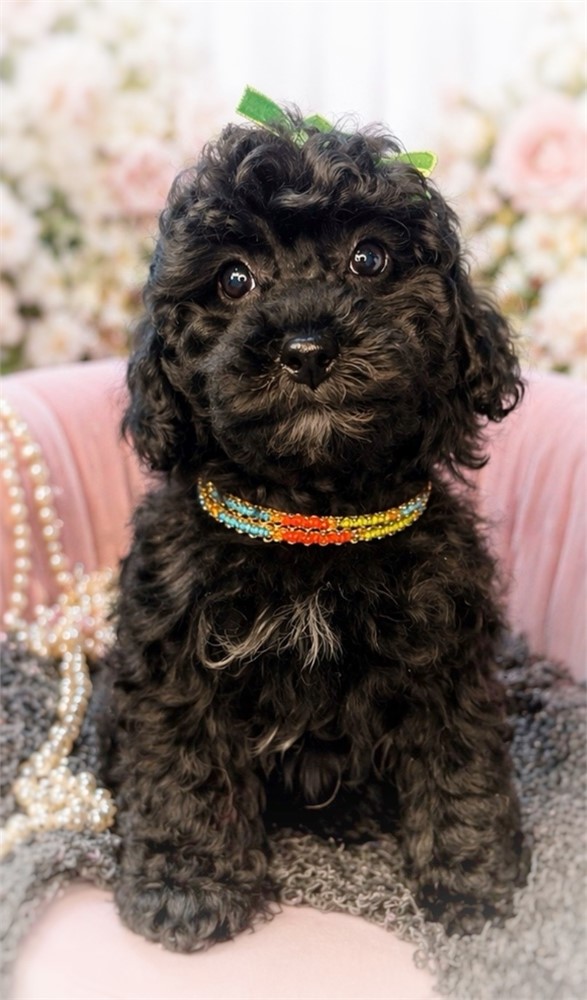 Mableen, Poodle Girl, 5224