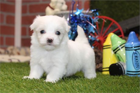 MALE MALTESE 031