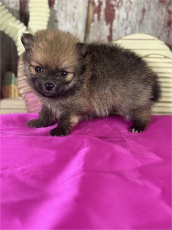 Sable merle male Pomeranian- Chief