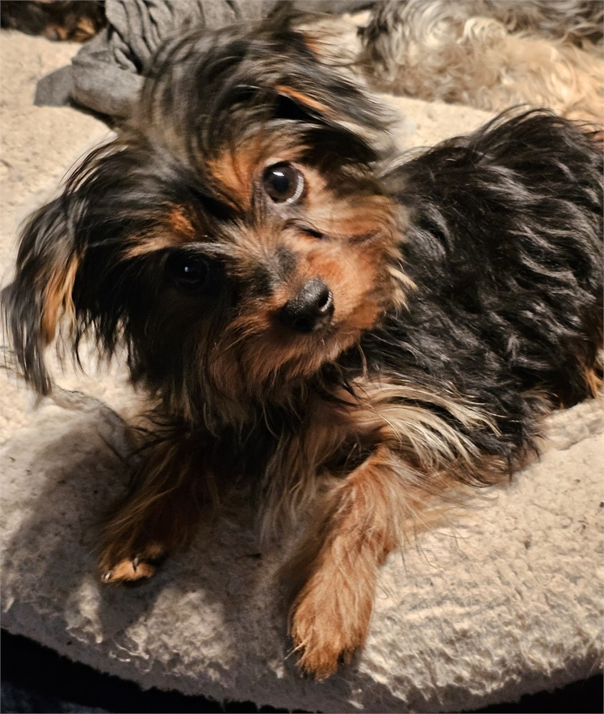 AKC. MALE