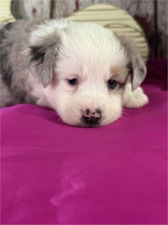 Blue merle female aussie- Nora