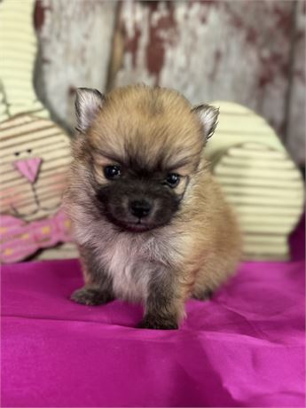 Sable male Pomeranian- Cisco
