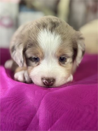 red merle male aussie- Noel
