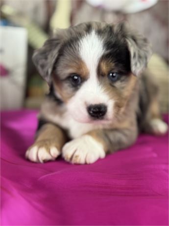 Blue merle female aussie- Nanny