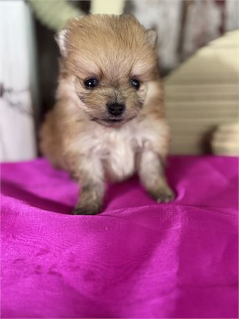 Sable male Pomeranian- Cash