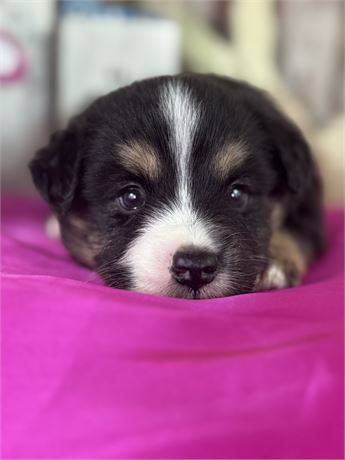 black tri male aussie- Norris