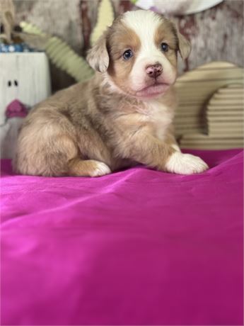 red merle male aussie- Napoleon