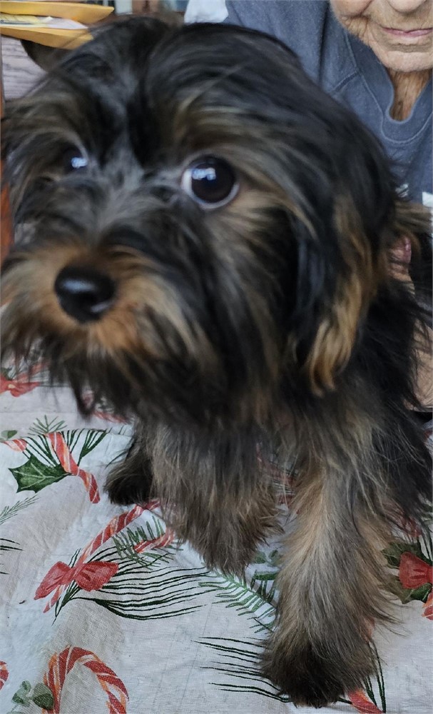 AKC. MALE