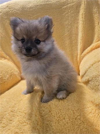 CPR male Pomeranian
