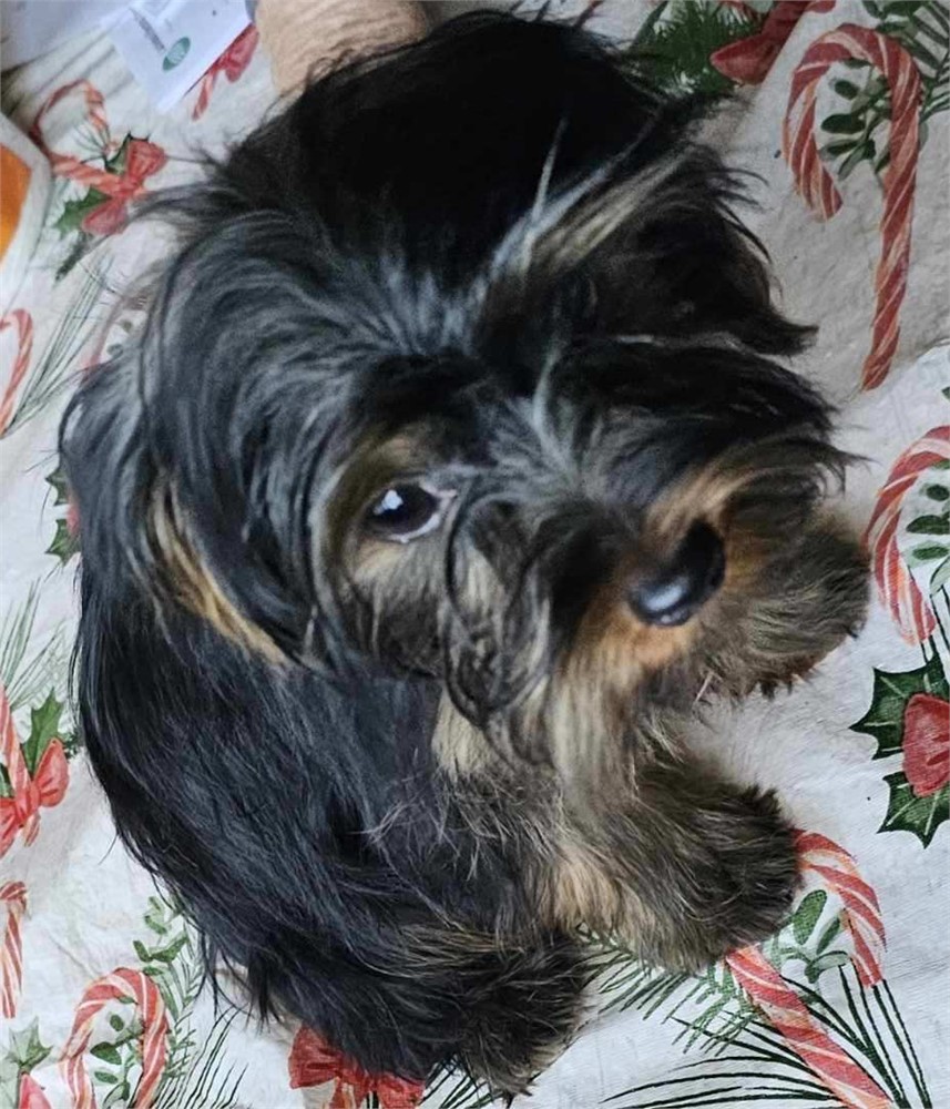 AKC. MALE