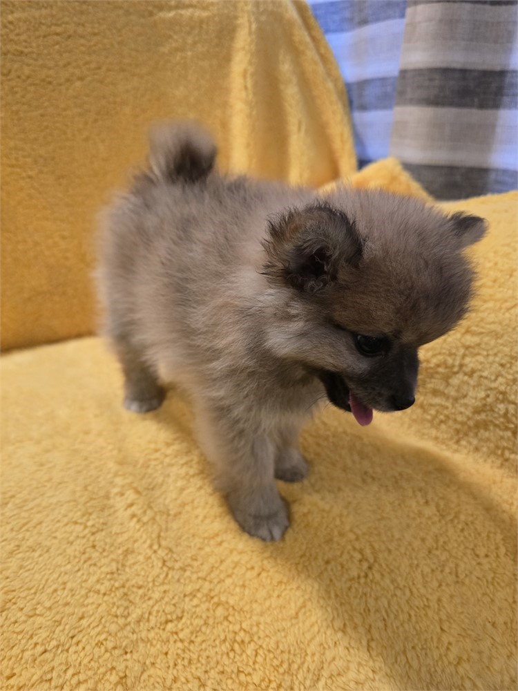CPR male Pomeranian