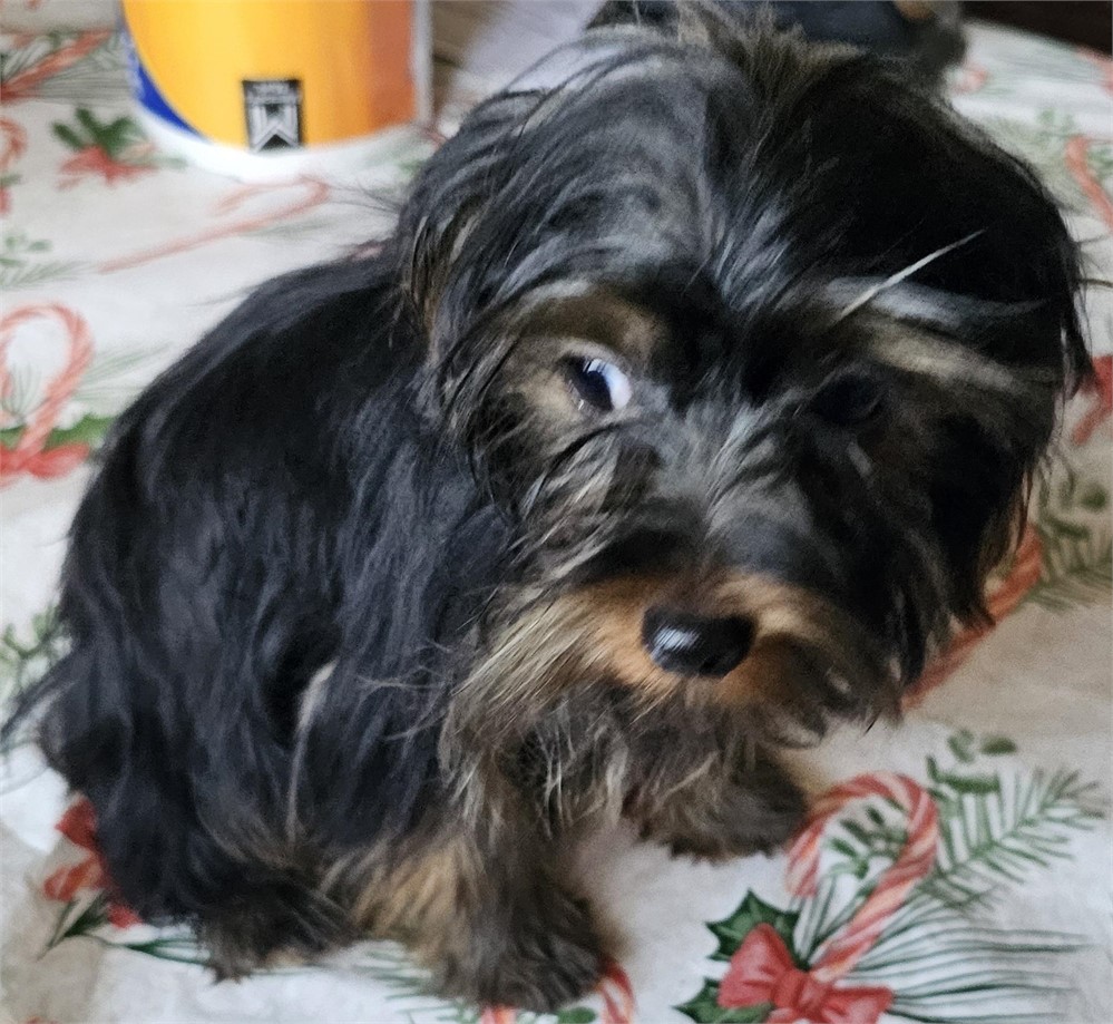 AKC. MALE