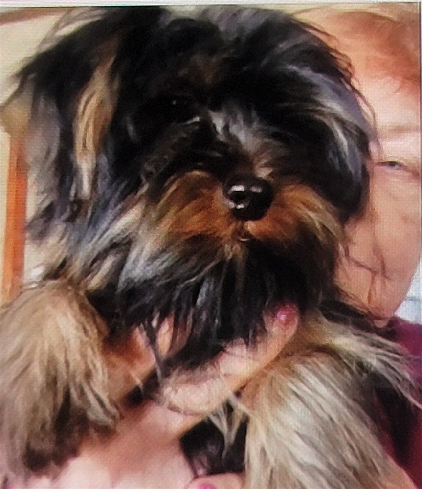 AKC. MALE