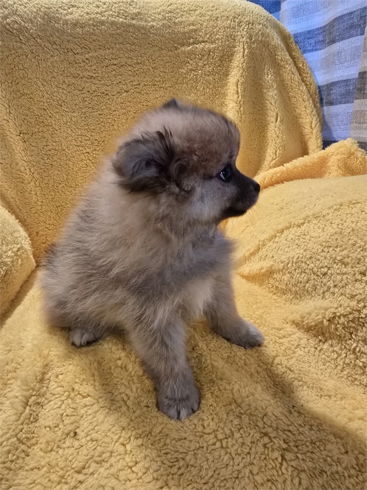 CPR male Pomeranian