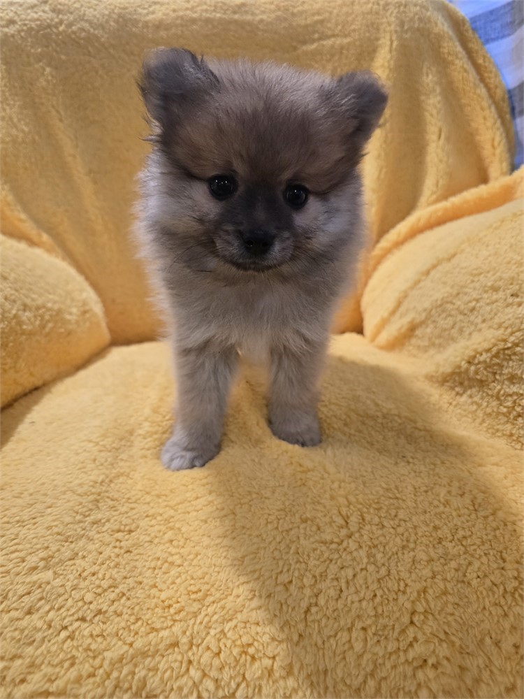 CPR male Pomeranian