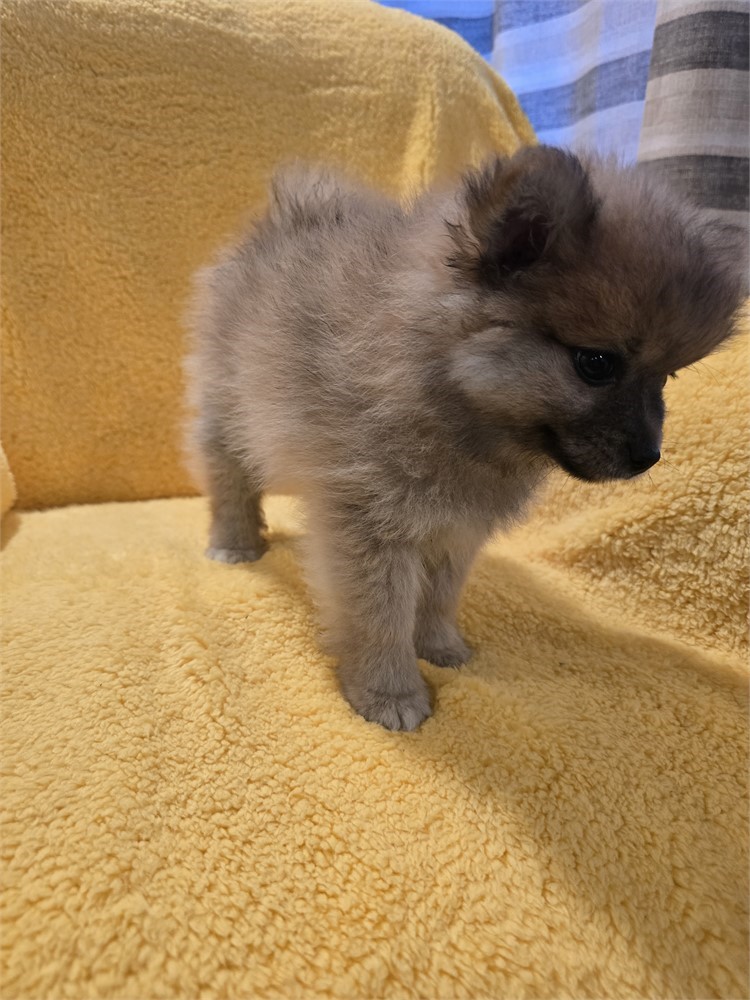 CPR male Pomeranian
