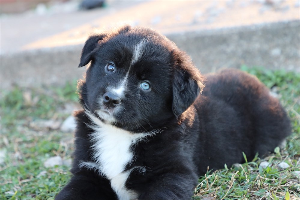 USDA CLEAN * ASDR MINI AUSSIE