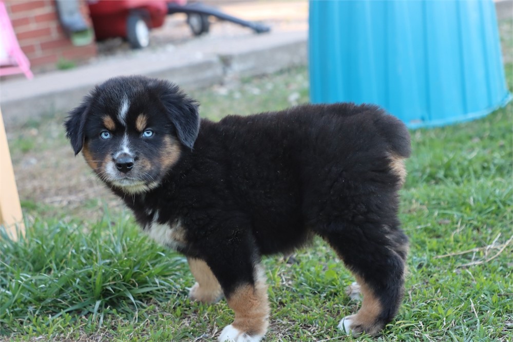 USDA CLEAN * ASDR MINI AUSSIE