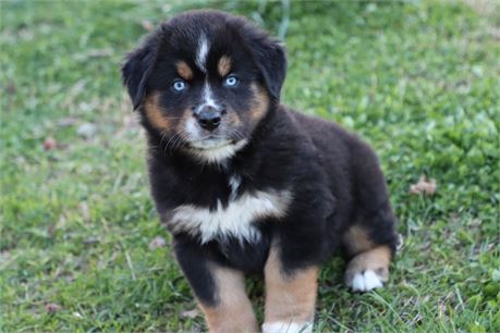 USDA CLEAN * ASDR MINI AUSSIE