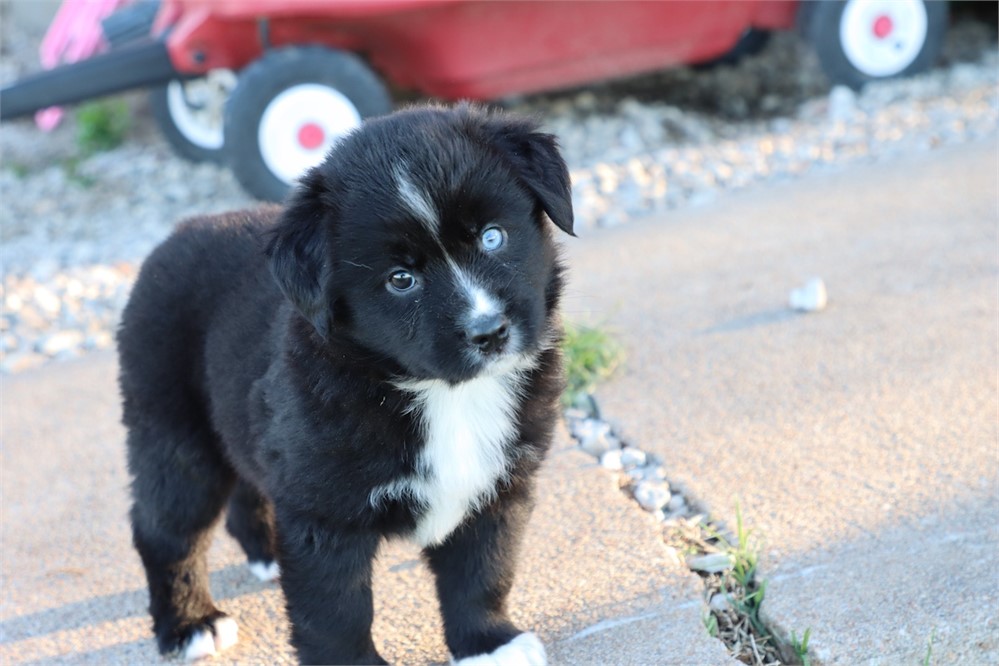 USDA CLEAN * ASDR MINI AUSSIE