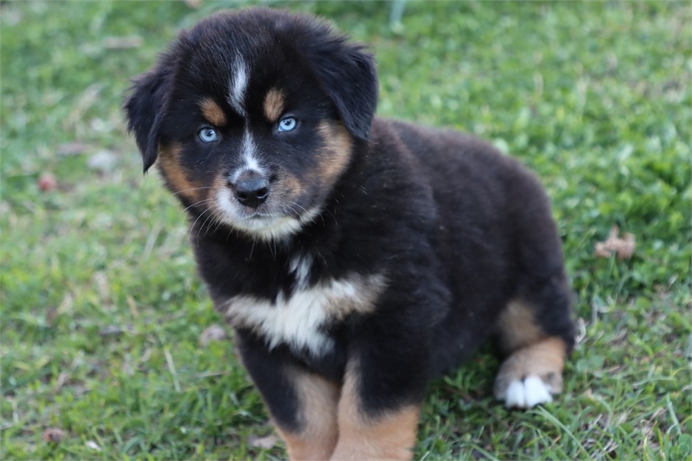 USDA CLEAN * ASDR MINI AUSSIE