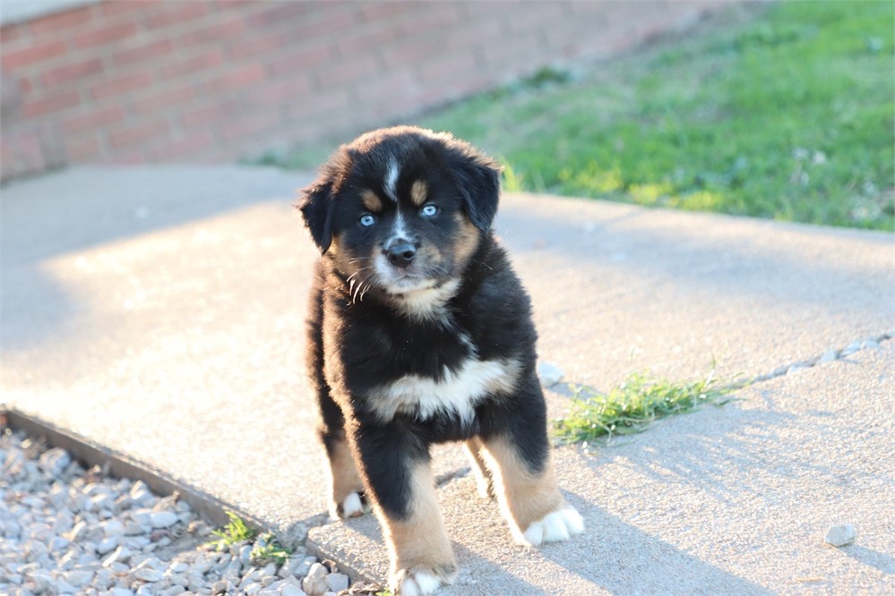 USDA CLEAN * ASDR MINI AUSSIE