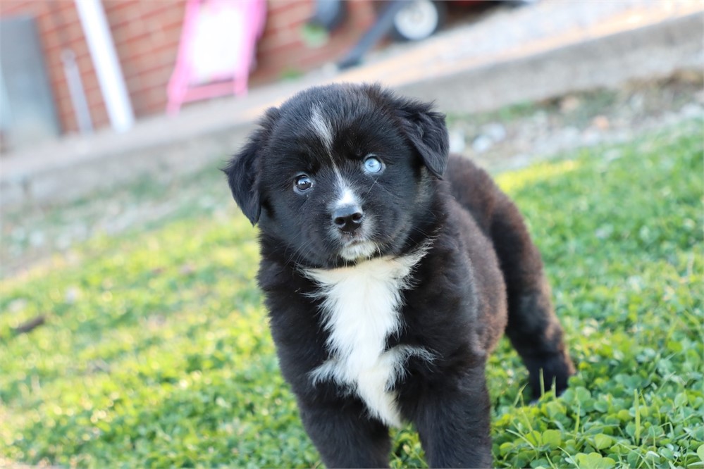 USDA CLEAN * ASDR MINI AUSSIE