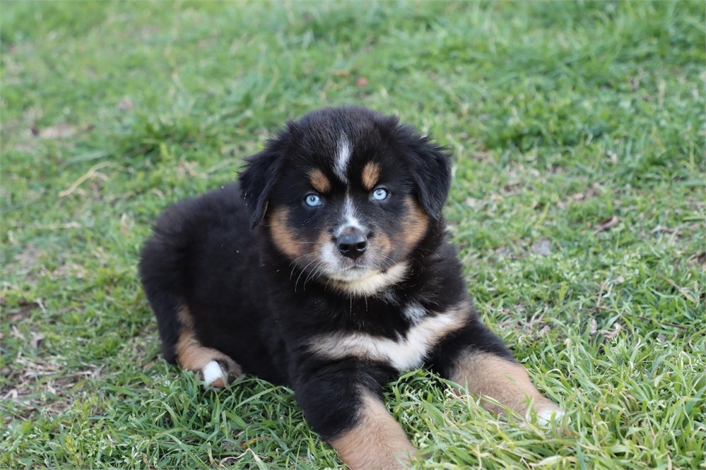 USDA CLEAN * ASDR MINI AUSSIE