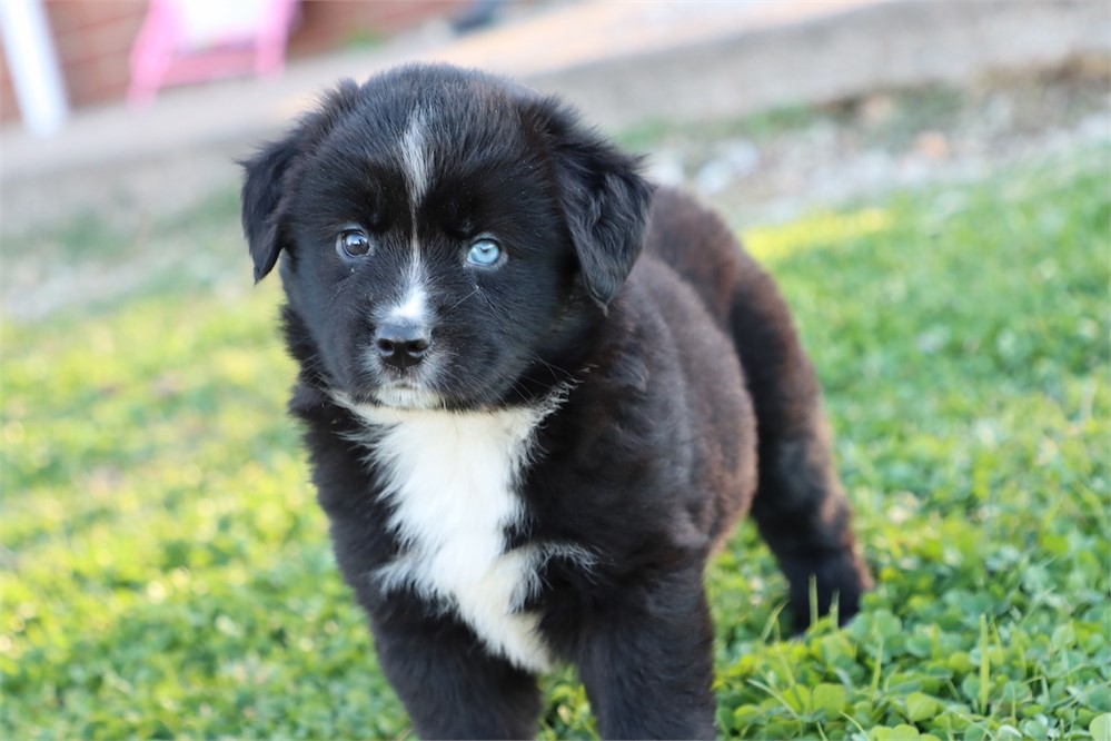 USDA CLEAN * ASDR MINI AUSSIE