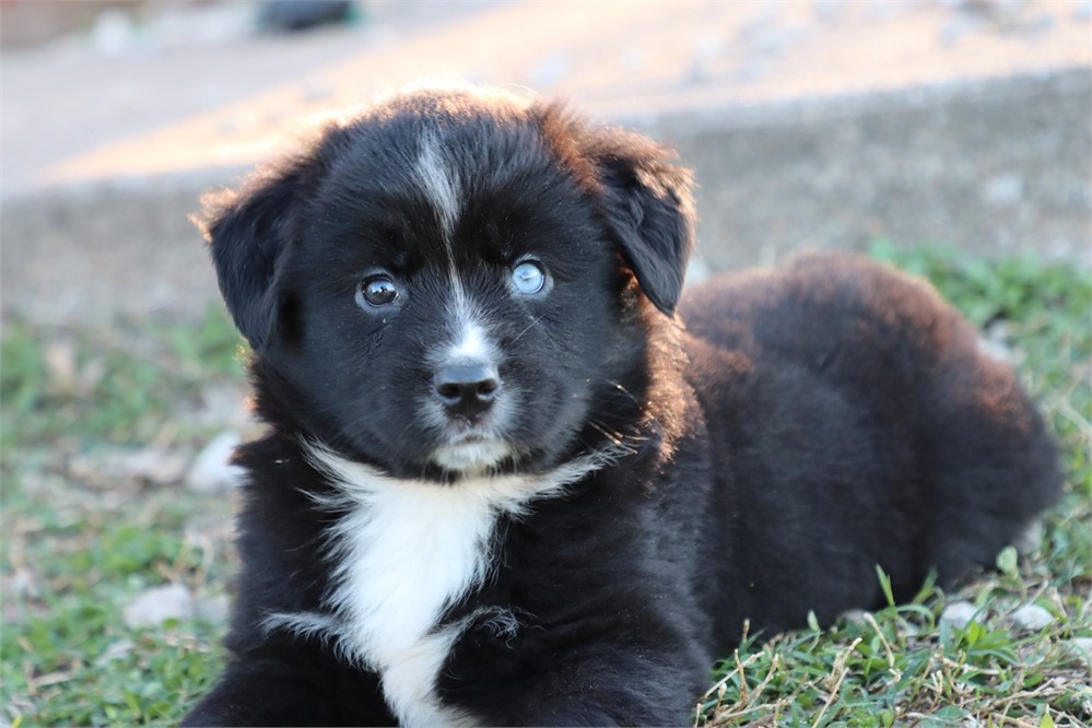 USDA CLEAN * ASDR MINI AUSSIE