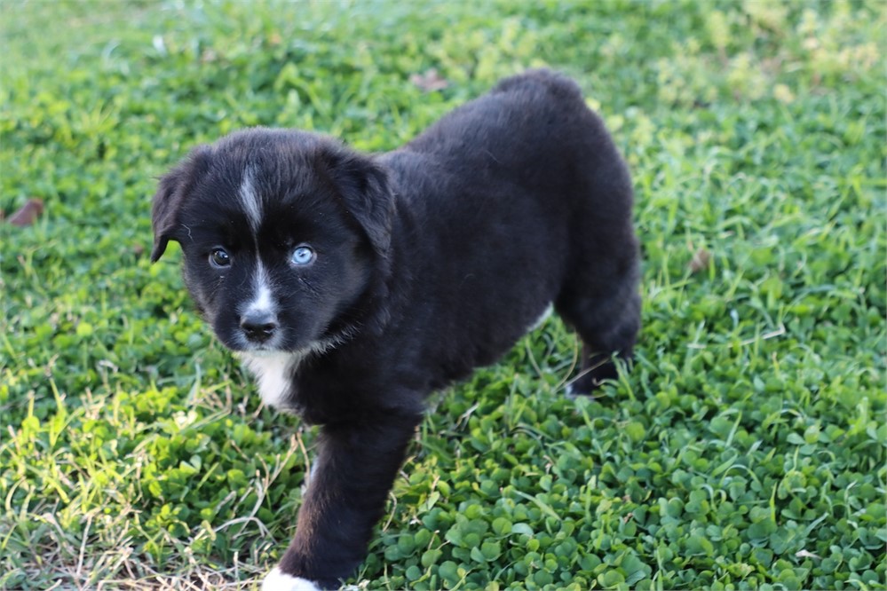 USDA CLEAN * ASDR MINI AUSSIE