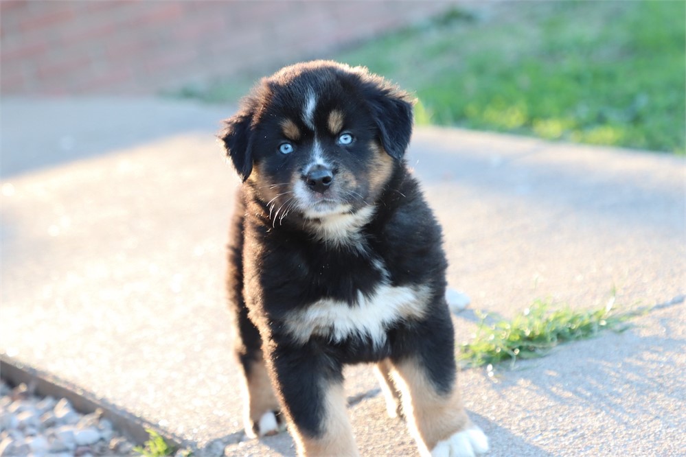 USDA CLEAN * ASDR MINI AUSSIE