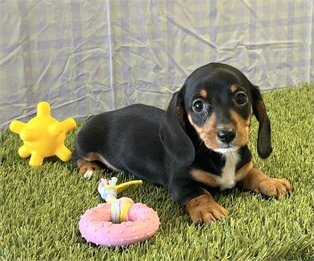 Dachshund Female