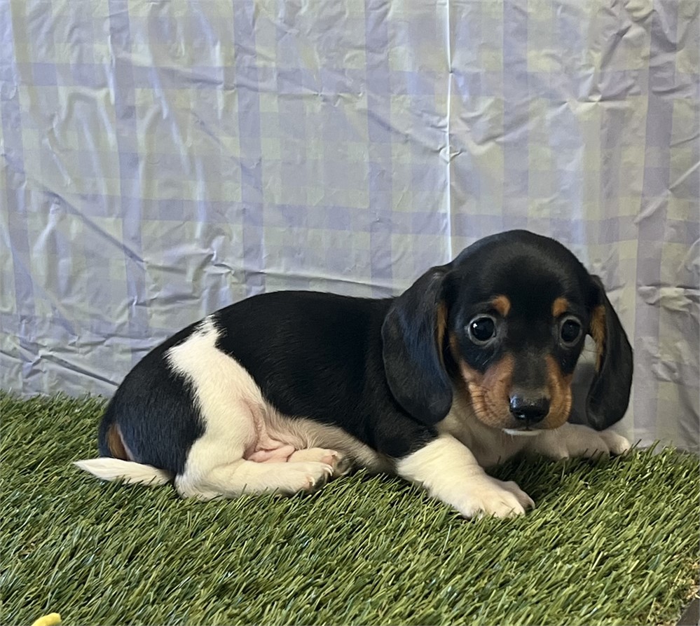 Dachshund Male