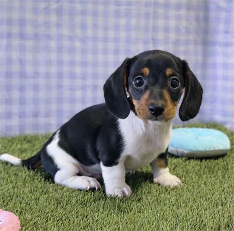 Dachshund Male