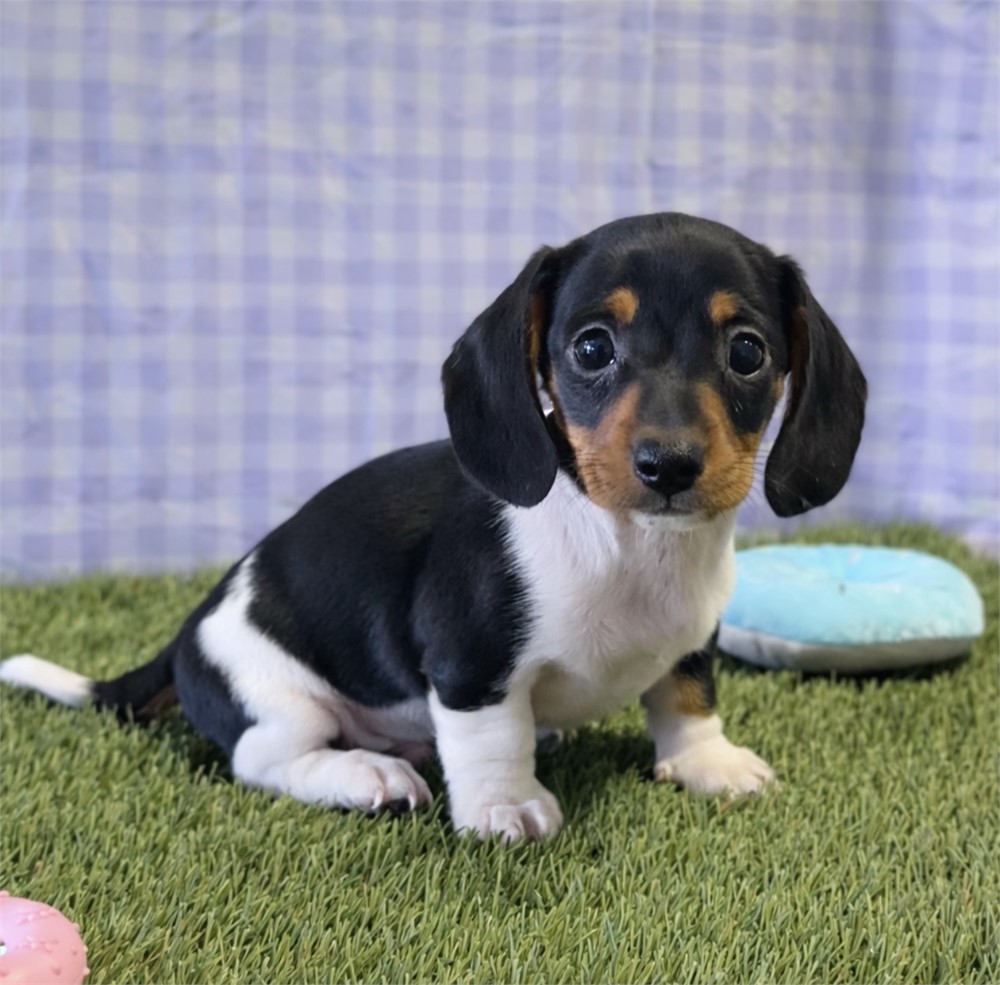 Dachshund Male
