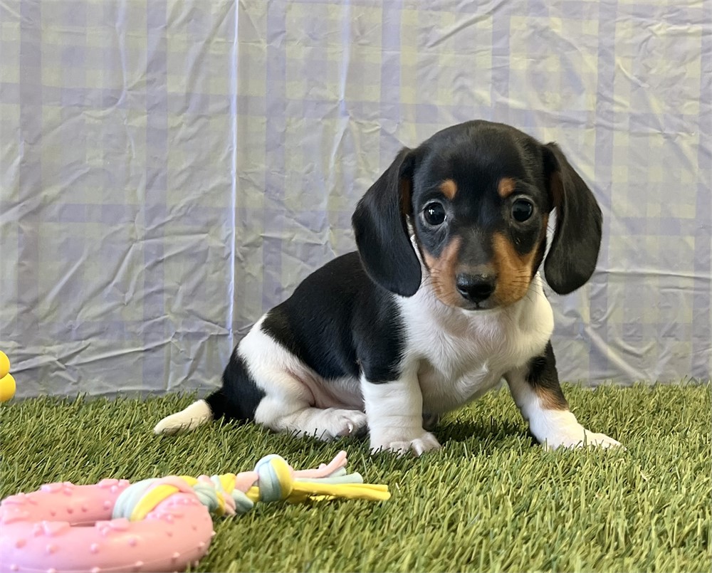Dachshund Male