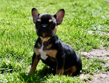 Josie ~ Gorgeous AKC Black & Tan Female French Bulldog!!