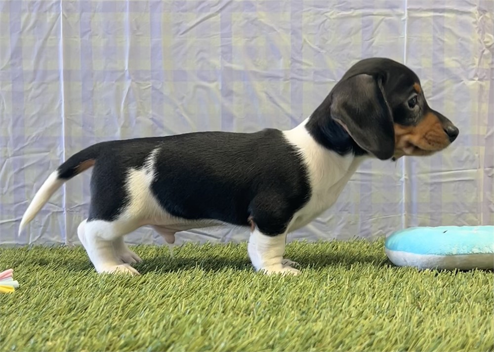 Dachshund Male