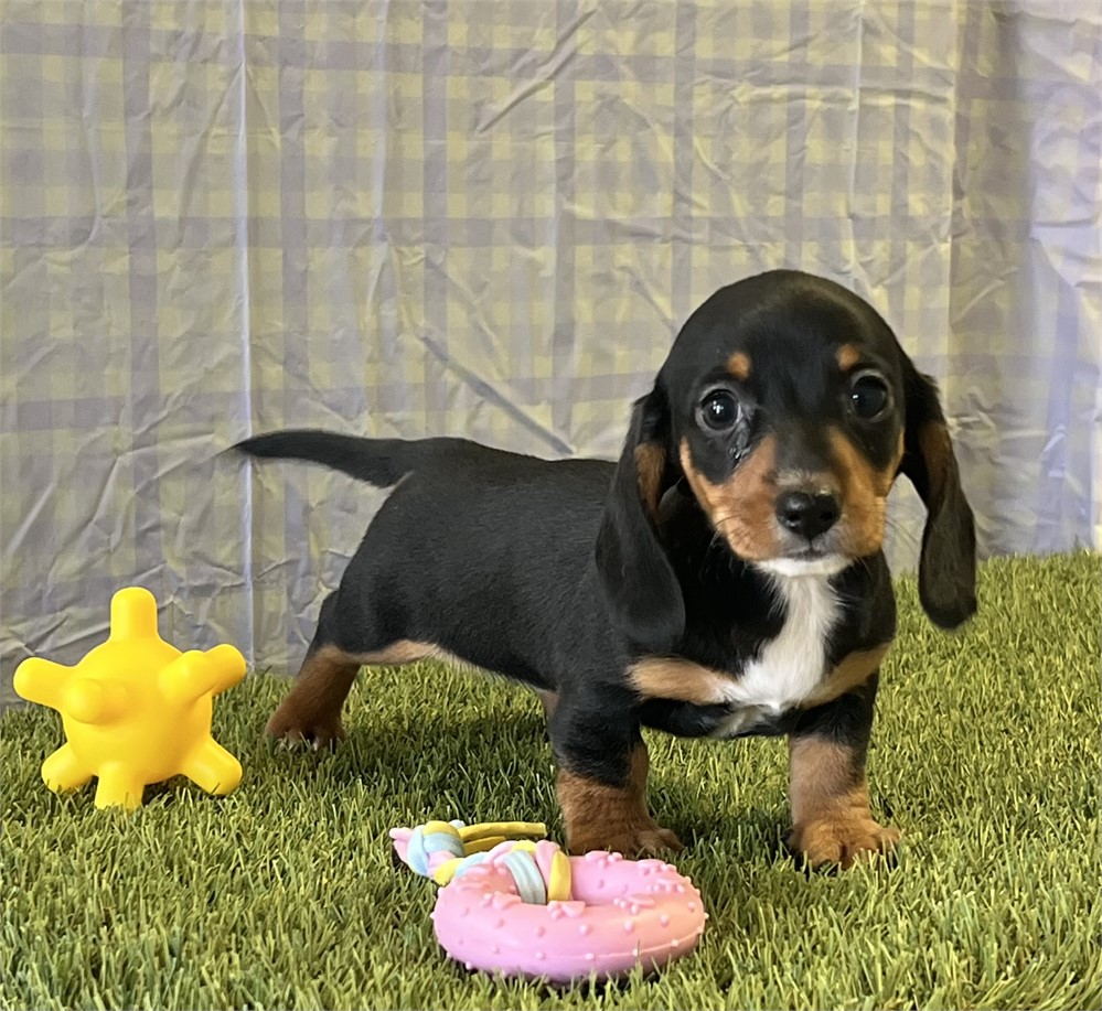 Dachshund Female