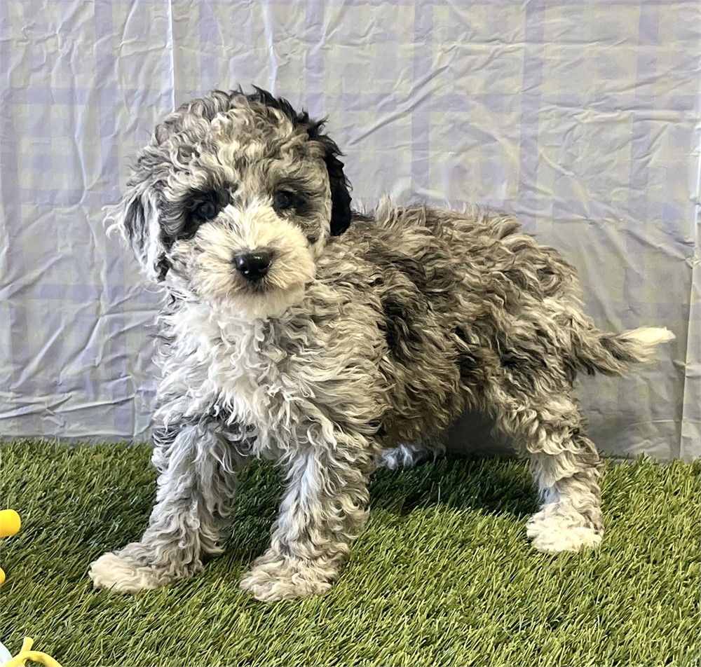 Maltipoo Female