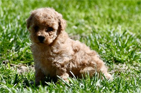 Peanut ~ Adorable AKC Light Red Female Toy/Mini Poodle