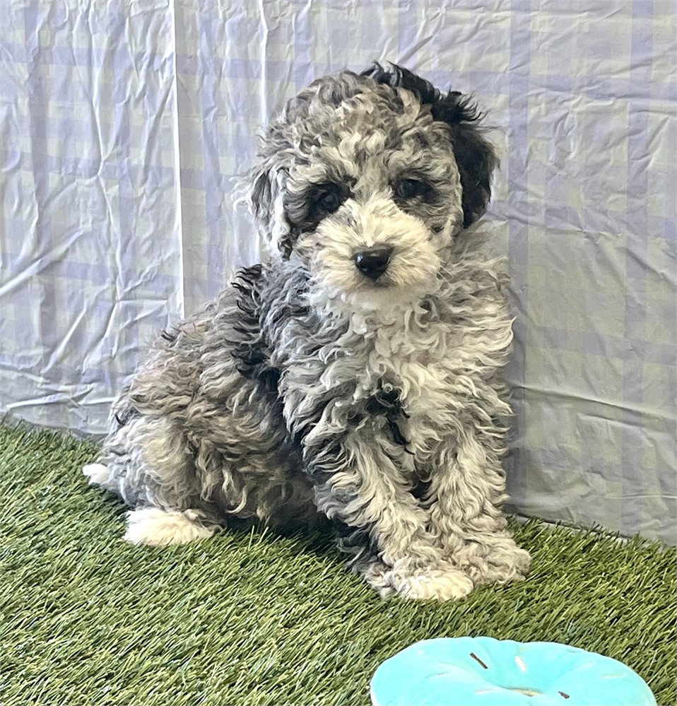 Maltipoo Female