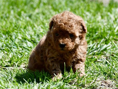 April ~ Adorable AKC Red Female Toy/Mini Poodle