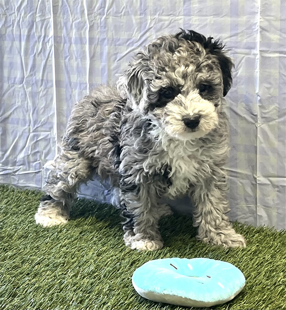 Maltipoo Female