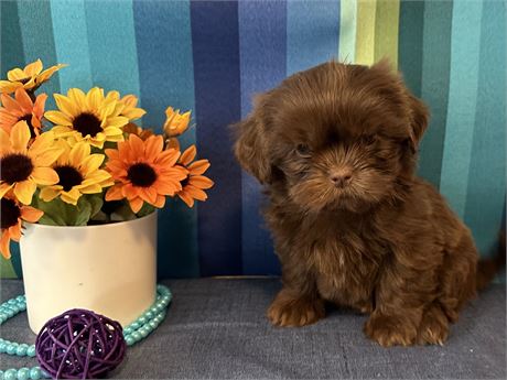 SWEET 2lb FEMALE ELLIE