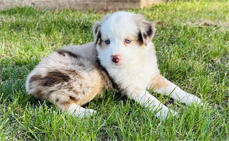 Miniature Australian Shepherd