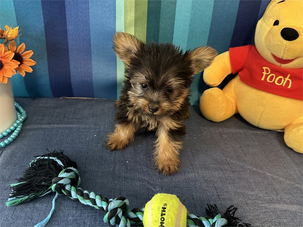 TINY 1.8 MALE TINY TIM